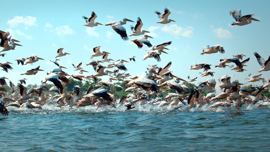 Im Bild: Der Fischreichtum im Donaudelta ermöglicht faszinierende Naturspektakel.