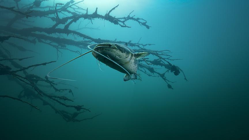 Im Bild: Der Flusswels ist mit einer Länge von bis zu 3 Metern, der größte Süßwasserfisch Europas.