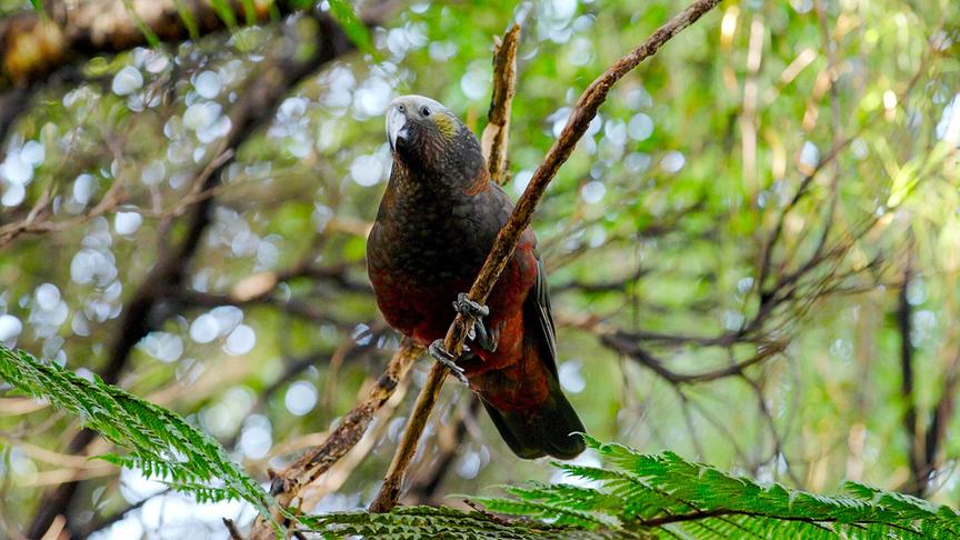 Im Bild: Der Kākā (Nestor meridionalis), ein nur in Neuseeland heimischer Papagei, lebt in ursprünglichen Wäldern.