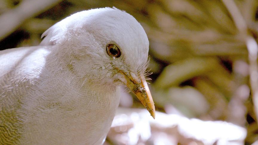 Im Bild: Der Kagu ist auf Grande Terre, der Hauptinsel Neukaledoniens, endemisch.