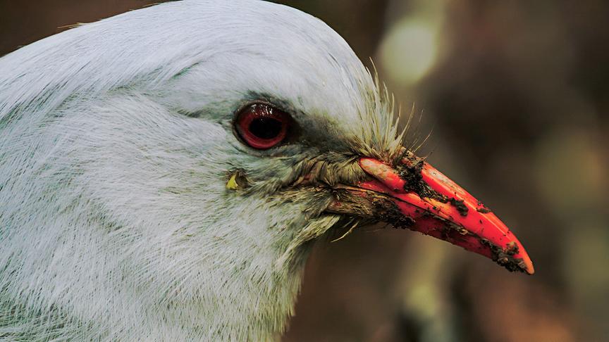 Im Bild: Der Kagu ist auf Grande Terre, der Hauptinsel Neukaledoniens, endemisch.