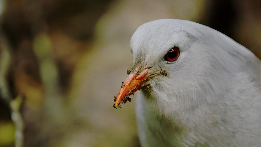 Im Bild: Der Kagu ist auf Grande Terre, der Hauptinsel Neukaledoniens, endemisch.