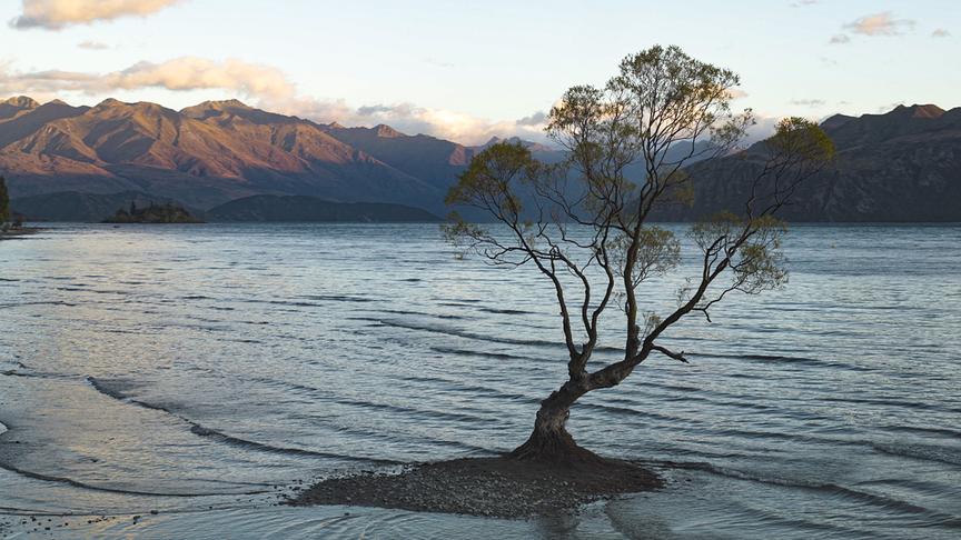 Im Bild: Über Jahrmillionen isoliert, entwickelte sich auf Zealandia eine einzigartige Tier- und Pflanzenwelt.