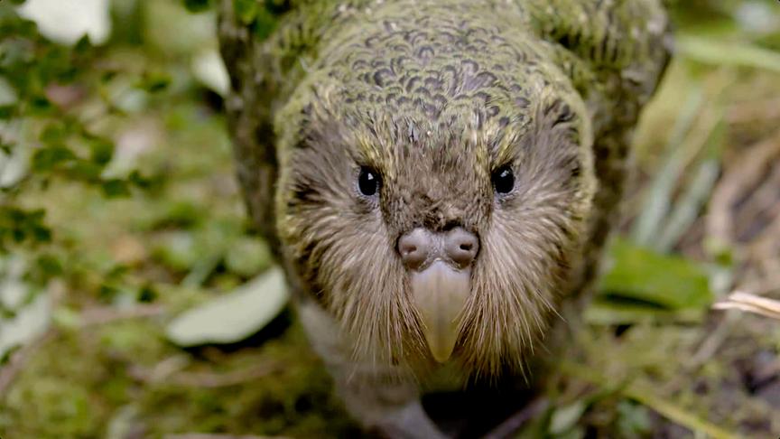 Im Bild: Der flugunfähige Kākāpō (Strigops habroptilus)zählt zu den ungewöhnlichsten Bewohnern Neuseelands.