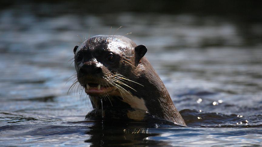 Im Bild: Riesenotter sind die größten Wassermarder der Welt. In den Gewässern des Pantanal jagen sie vor allem Fische, geben sich aber auch mit Wasservögeln oder Eiern zufrieden.