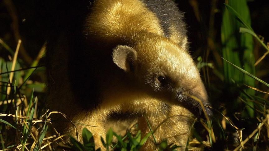 Im Bild: Der Baumameisenbär ist der kleinere Verwandte des Großen Ameisenbären. Er kann sehr gut in Bäumen klettern.