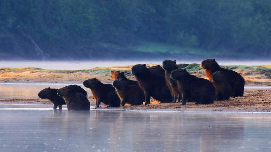 Im Bild: Wasserschweine sind die größten Nagetiere der Welt. Sie sind im Familienverband unterwegs. Mehrere Alttiere und Junge werden von einem Clan-Chef angeführt.