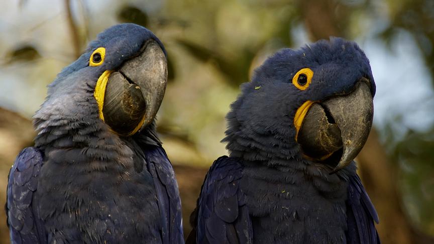 Im Bild: Die Hyazintharas sind die größten Aras der Welt.