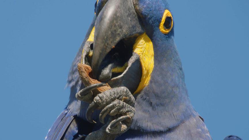 Im Bild: Die Hyazintharas sind, so wie viele Papageien, sehr geschickt. Ihre kräftigen Schnäbel werden mit jeder noch so harten Nuss fertig.