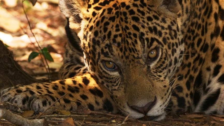 © Foto: ORF/Doclights/ NDR Naturfilm/coraxfilm Im Bild: In jedem Gebiet gibt es einen Top-Jäger. Im Pantanal nimmt diesen Platz der Jaguar ein. Die Raubkatze jagt meistens Wasserschweine, manchmal erbeutet sie aber auch einen Kaiman.