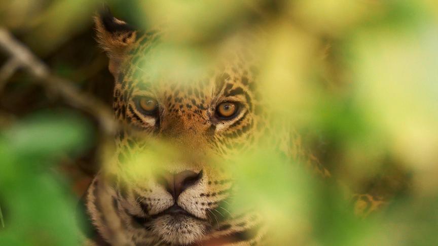 Im Bild: Im Pantanal gibt es viele Jaguare. Das Ende der Wilderei und der Tourismus geben ihnen eine sichere Zukunft.