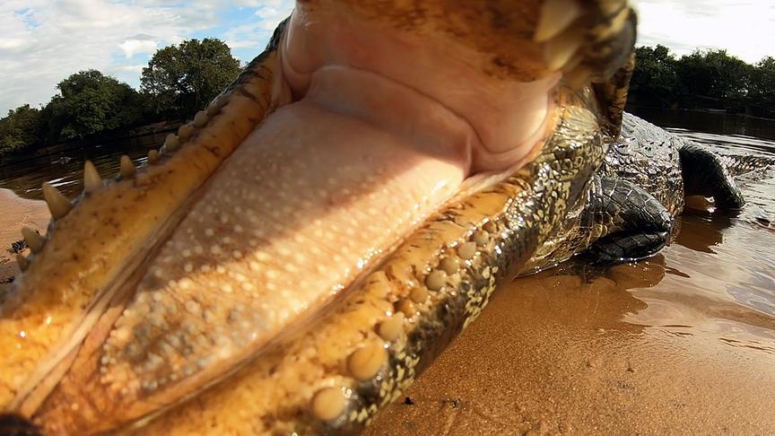 Im Bild: Die Hauptnahrung der Kaimane ist Fisch. Im Pantanal leben unzählige Kaimane an den Ufern der Flüsse und Seen. Sie waren vor 50 Jahren fast ausgerottet.