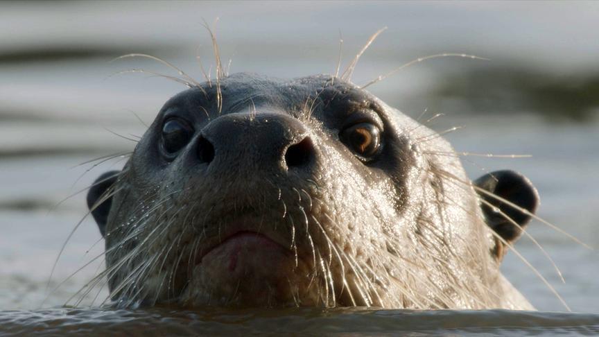 Im Bild: Riesenotter sind meisterhafte Schwimmer. Ihre Gruppen bestehen meisten aus fünf bis acht Tieren, die gemeinsam jagen.