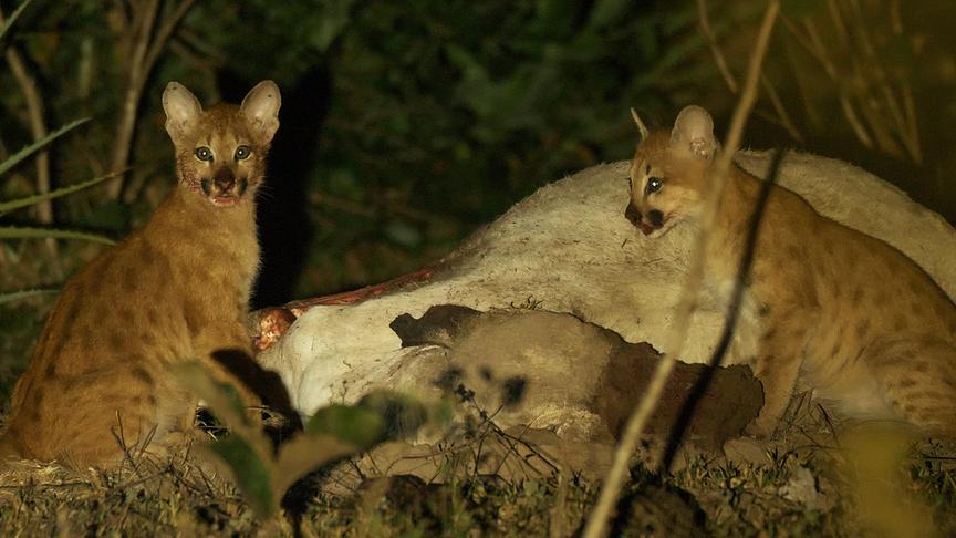 Im Bild: Pumas gibt es auf dem gesamten amerikanischen Doppelkontinent. Für ihre beiden Jungen hat die Mutter ein Kalb gerissen.