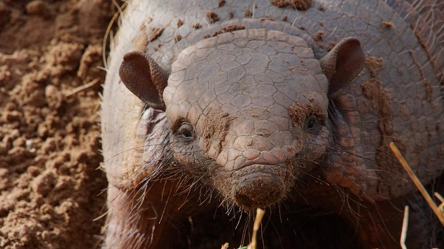 Im Bild: Gürteltiere sind typisch südamerikanische Säugetiere. Sie leben am liebsten in unterirdischen Erdbauten und sind für ihren festen Panzer bekannt.