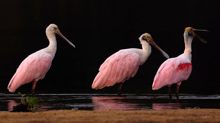 Im Bild: Im Pantanal gibt es über 400 verschiedene Vogelarten. Ein besonders bizarrer Vogel ist der Rosa Löffler.