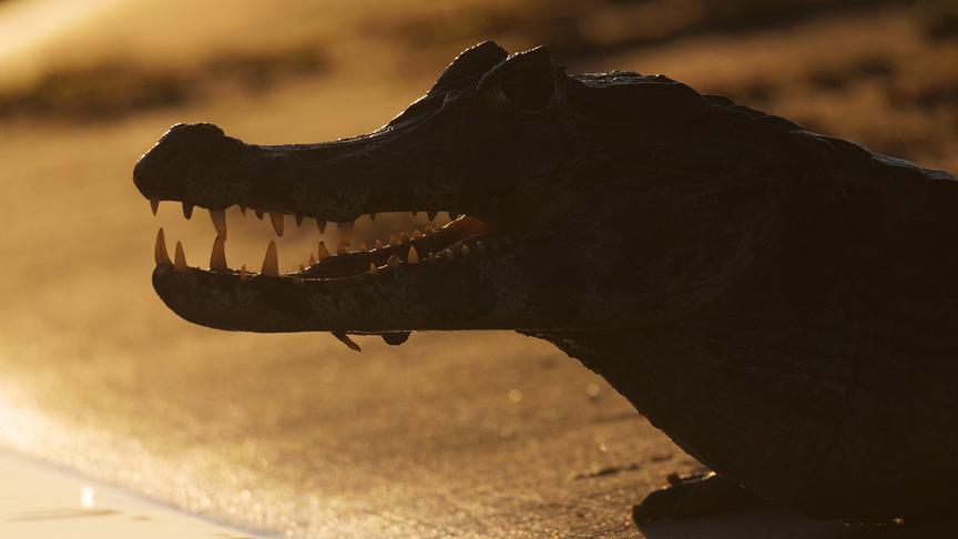 © Foto: ORF/Doclights/ NDR Naturfilm/coraxfilm Im Bild: Der Kaiman ist ein Verwandter des Alligators. Man kann sie jedoch an ihrer kürzeren Schnauze gut unterscheiden.