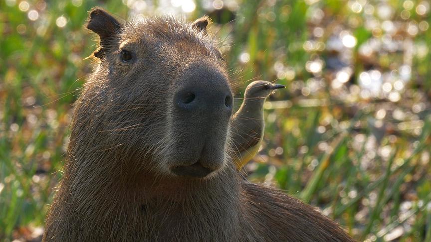Im Bild: Wasserschweine sind gar keine Schweine, sondern Nagetiere. Sie fühlen sich an den Flussufern des Pantanal besonders wohl.