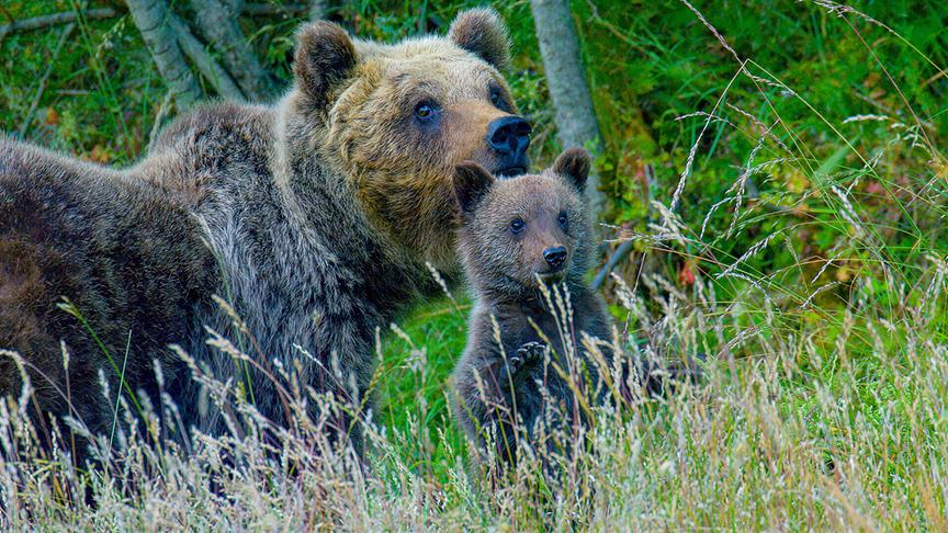 Im Bild: Die marsische Braunbärin Amarena (Ursus arctos marsicanus) mit ihren Jungen.