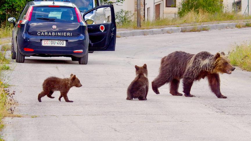 Im Bild: Italienische Carabinieri sichern die Straße für eine Bärenfamilie.