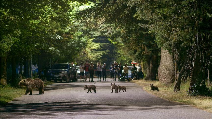 Bärenmutter überquert eine Straße mit ihren Jungen.