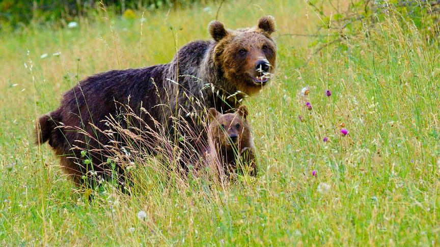 Im Bild: Die marsische Braunbärin Amarena (Ursus arctos marsicanus) mit ihren Jungen.