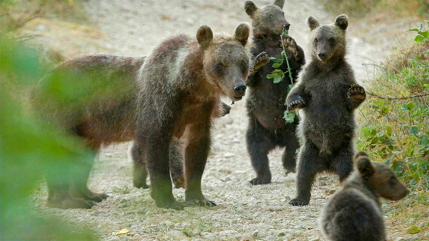 Im Bild: Die marsische Braunbärin Amarena (Ursus arctos marsicanus) mit Jungen.
