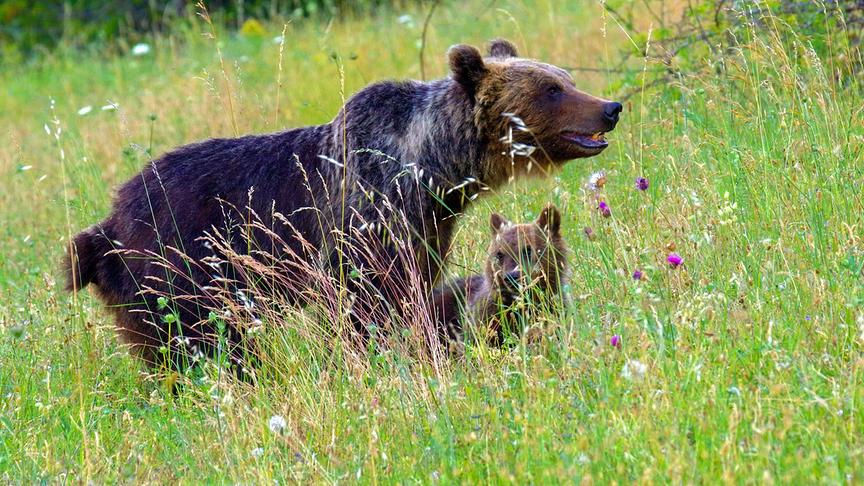 Im Bild: Die marsische Braunbärin Amarena (Ursus arctos marsicanus) mit ihren Jungen.