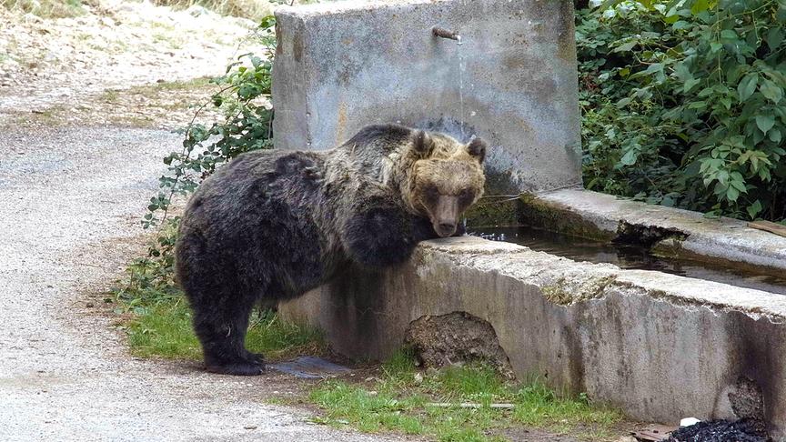Im Bild: Die marsische Braunbärin Amarena (Ursus arctos marsicanus) am Brunnen in Villalago.