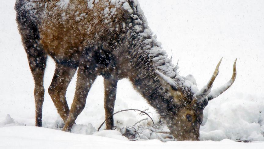 Im Bild: Junghirsch im Schneetreiben.