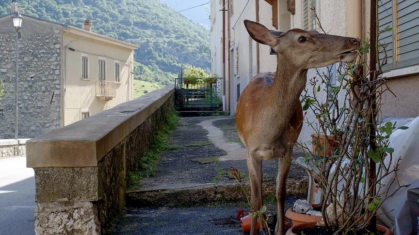 Im Bild: Rothirschkuh frisst an einem Rosenstock im Ort Villalago in den Abruzzen.