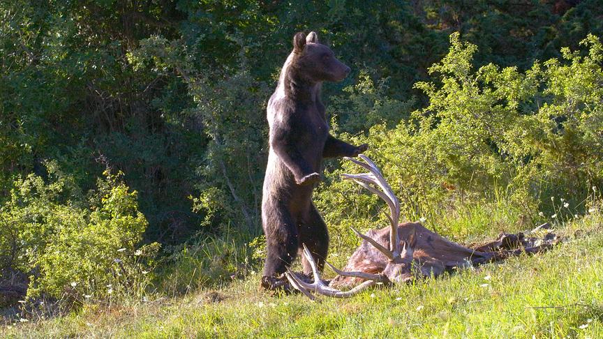 Im Bild: Ein junger Braunbär am Kadaver eines Hirsches.