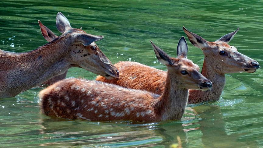 Im Bild: Hirschkuh nimmt mit ihrem Jungen ein Bad im Stausee.