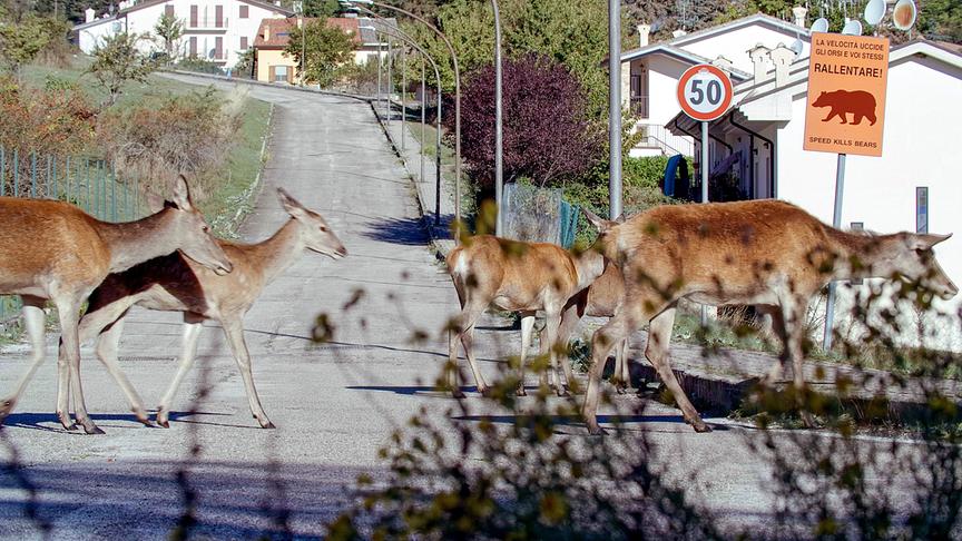 Im Bild: Hirschrudel überquert die Straße.