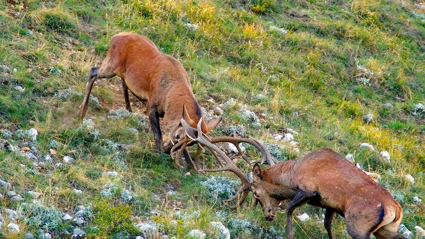 Im Bild: Hirschkampf in den Bergen des Gran Sasso d’Italia.