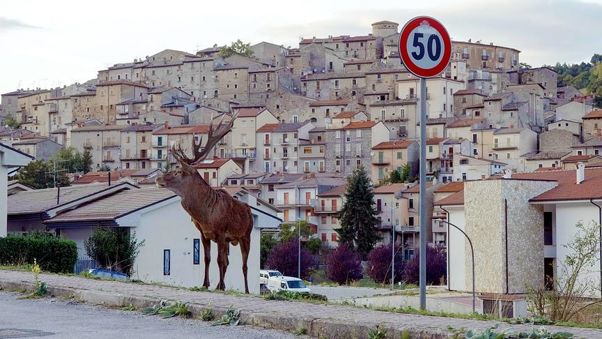Im Bild: Rothirsch im Dorf Villalago in den Abruzzen.