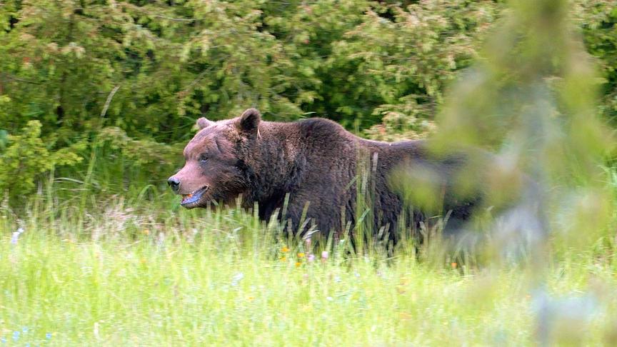 Im Bild: Braunbär.