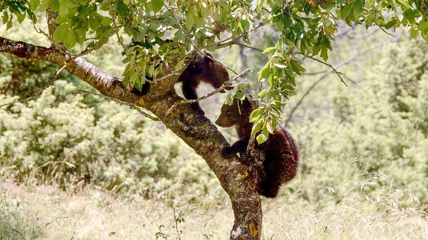 Im Bild: Zwei Bärenjunge klettern auf einem Kirschbaum.