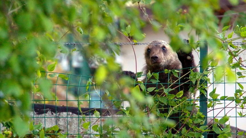 Im Bild: Jungbär am Zaun.