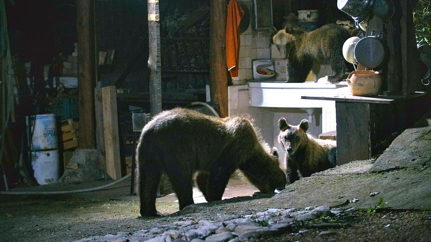 Im Bild: Bärenfamilie plündern in einem Vorgarten in Villalago.