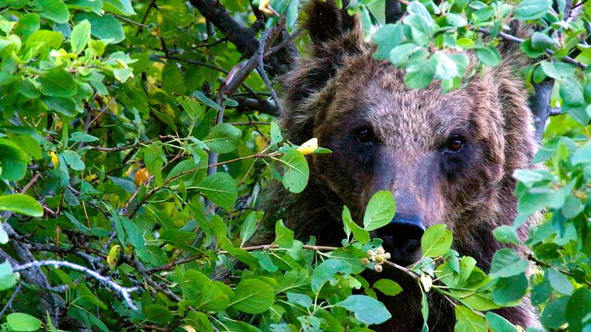 Im Bild: Die marsische Braunbärin Amarena (Ursus arctos marsicanus).