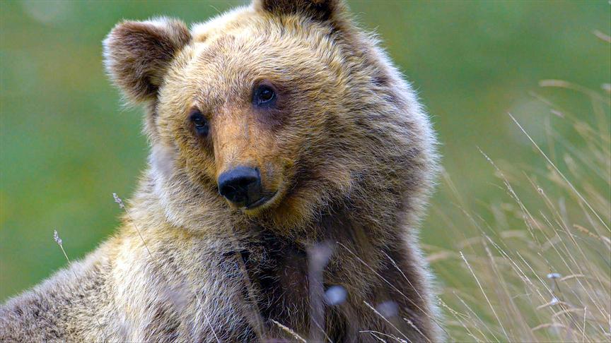 Im Bild: Marsische Braunbär (Ursus arctos marsicanus).