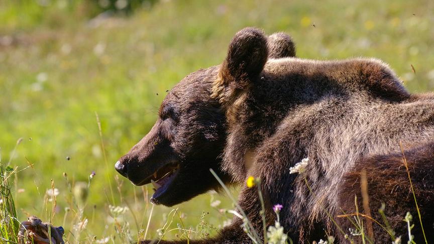 Im Bild: Junger Braunbär.