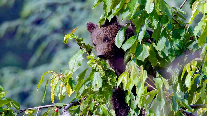 Im Bild: Bärenjunges in einem Kirschbaum.