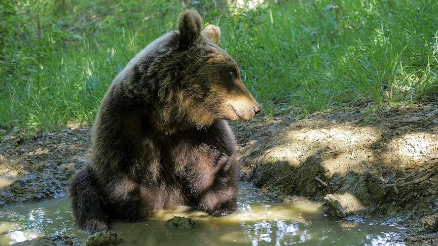 Eine marsische Braunbärin nimmt ein Schlammbad.