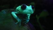 Im Bild: Ein kleiner Frosch mit großer Strahlkraft – Tupfenlaubfrösche leuchten im Dunklen.