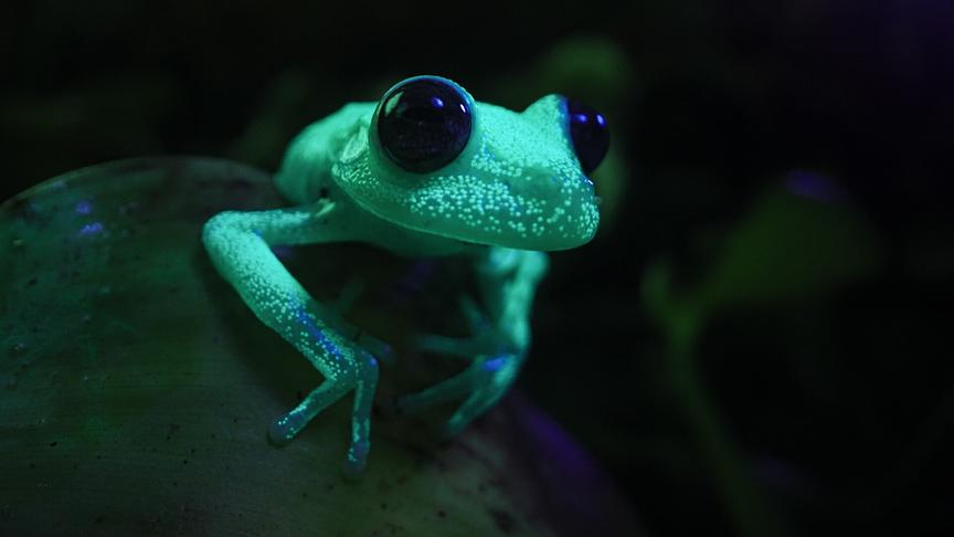 Im Bild: Ein kleiner Frosch mit großer Strahlkraft – Tupfenlaubfrösche leuchten im Dunklen.