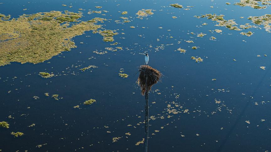 Im Bild: Palmen sind beliebte Nistpätze von Jabirus.