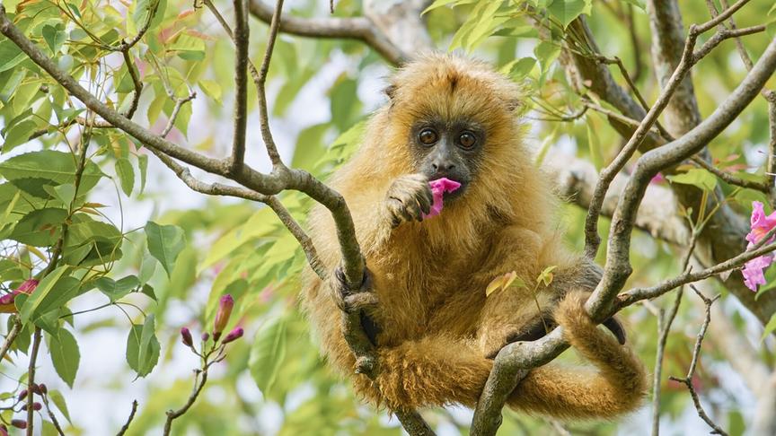 Im Bild: Dunkel gefärbt sind bei Schwarzen Brüllaffen nur ausgewachsenen Männchen, Weibchen und Jungtiere haben ein helles Fell.