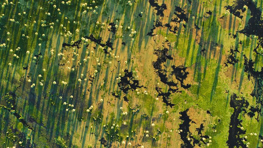 Im Bild: Das Banado la Estrella ist Argentiniens ungewöhnlichstes Feuchtgebiet, denn einst wuchs hier Wald.